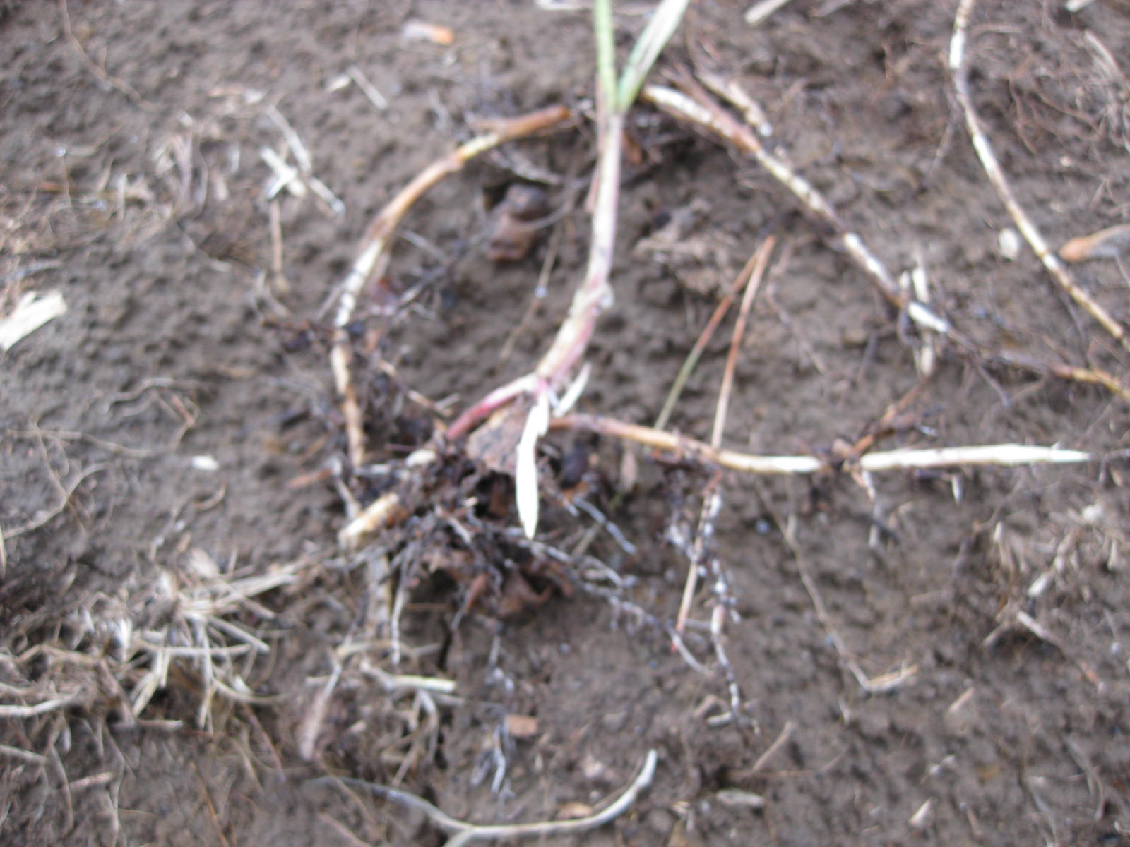 Image of Quack grass root system
